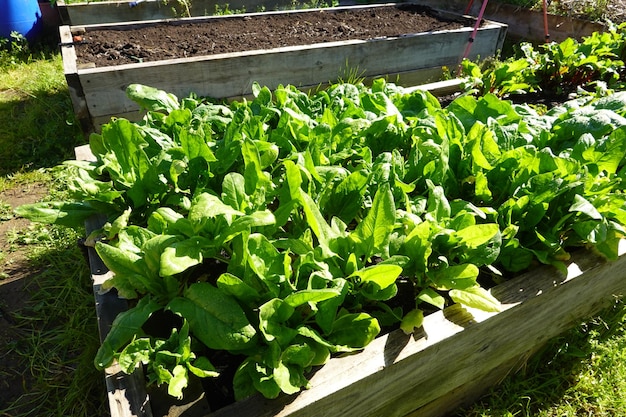 spinach cultivation guide how to grow spinach on raised beds spinach growing in backyard vegetable