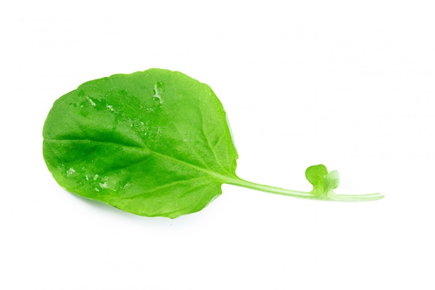 Spinach isolated on white 