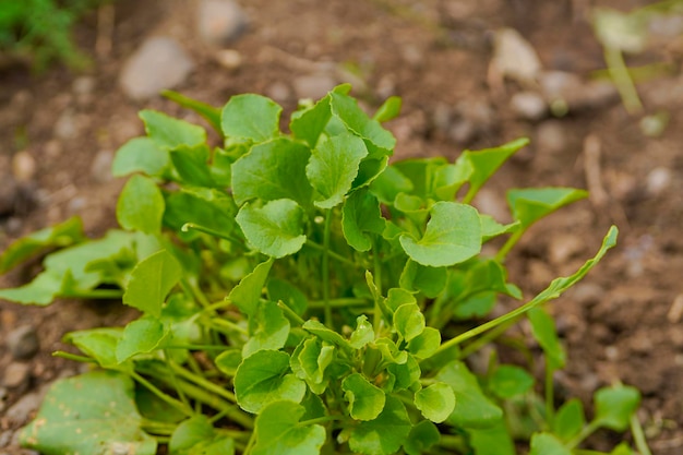 Spinach leaf at agriculture field.