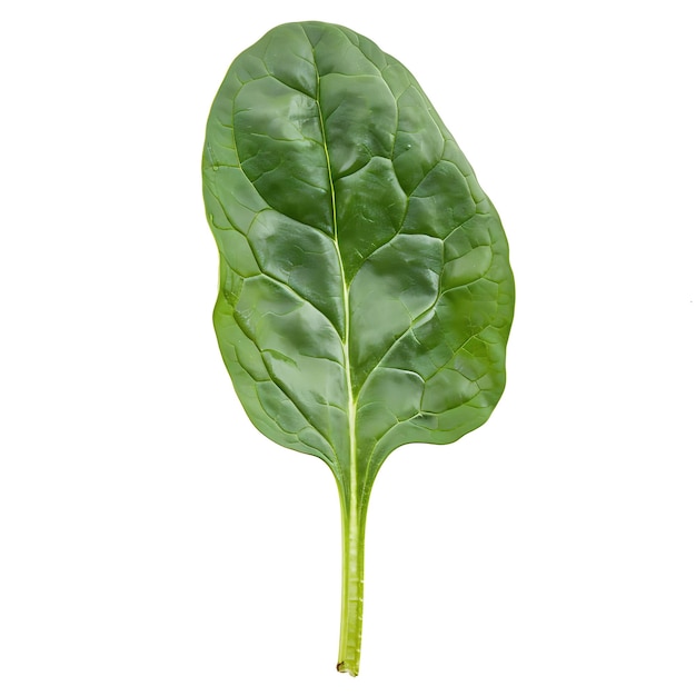 Spinach Leafy Vegetable Flat Leaves Characterized by Its Dar Isolated on White BG Clean Blank Shoot