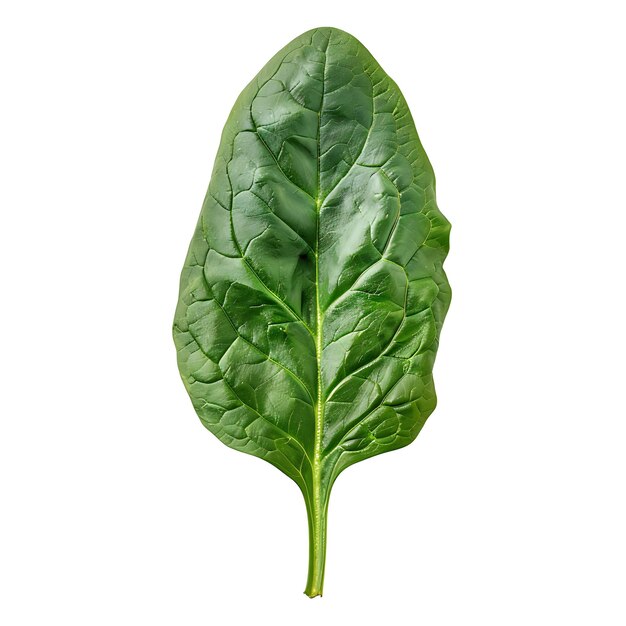 스파나치 잎성 채소 평평한 잎은 색 BG에 분리 된 으로 특징지어집니다.