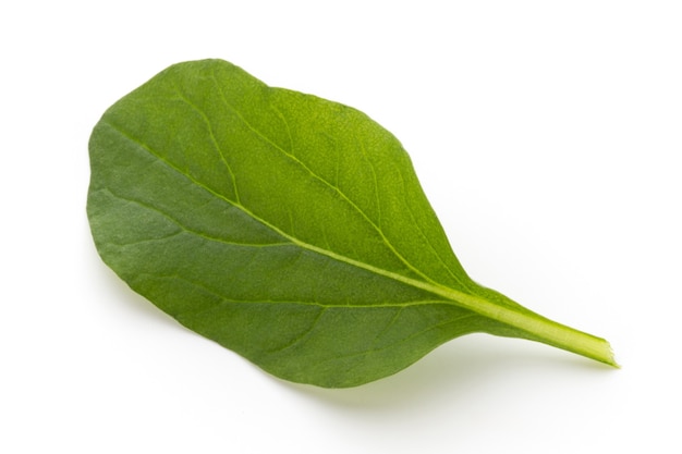 Spinach leaves close up isolated on white.