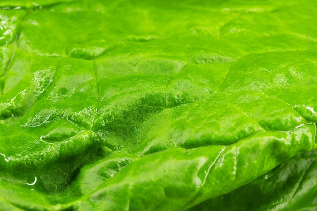 Foto macro di spinaci, foto macro di yakraya insalata di spinaci