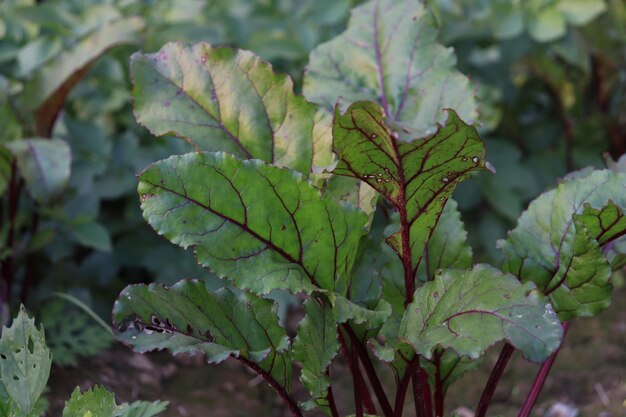 Photo spinach plant in the field