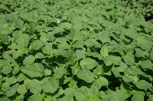 spinach plant in the garden