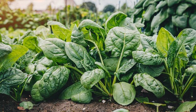 Photo spinach plants growing in the vegetable garden