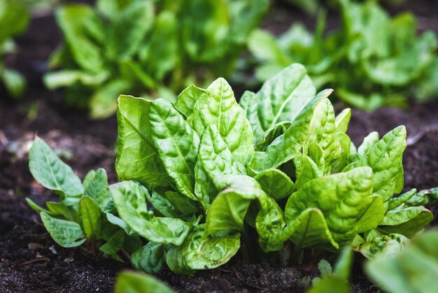 Photo spinach plants growing in the vegetable garden