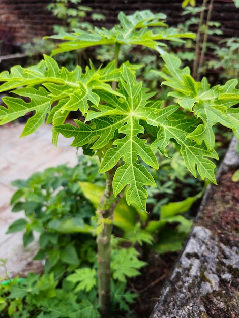 Spinach tree Cnidoscolus aconitifolius or Pepaya Jepang in Indonesia commonly known as chaya