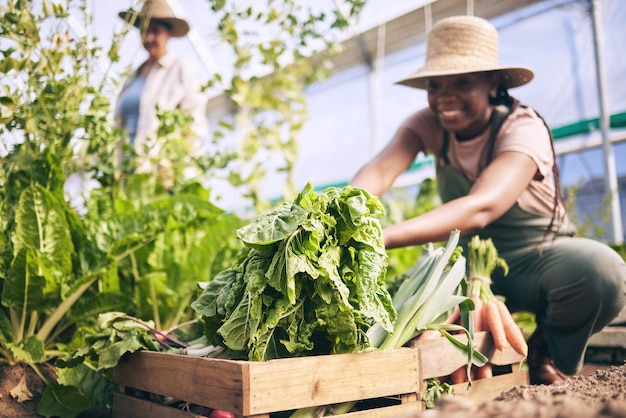 Spinach vegetables in box and green black woman farming and sustainability with harvest and agro business Agriculture gardening and farmer person with fresh product and nutrition for wellness