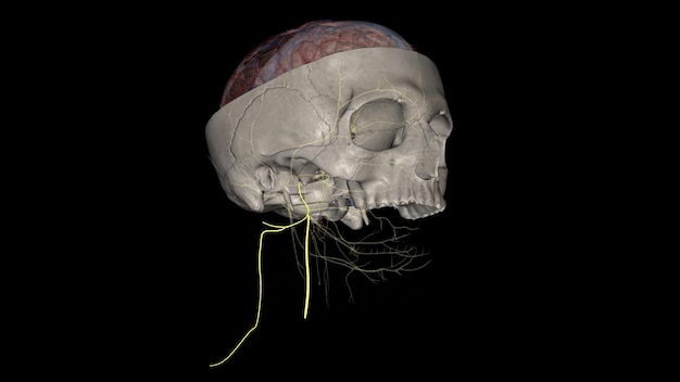 Photo the spinal accessory nerve is a purely motor entity it innervates both the trapezius and the sternocleidomastoid muscles