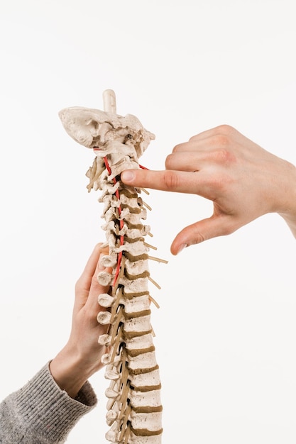 Foto colonna vertebrale o modello di spina dorsale con ossa muscoli tendini e altri tessuti su sfondo bianco la colonna vertebrale racchiude il midollo spinale e il fluido che circonda il midollo spinale