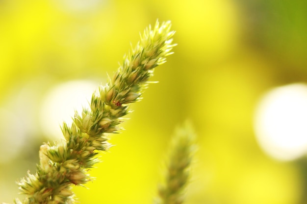 Spinazie bloemen macrofotografie wazig achtergronden