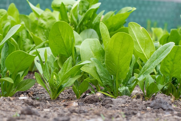 spinazie Jong groen groeit in de tuin Moestuin verse groenten