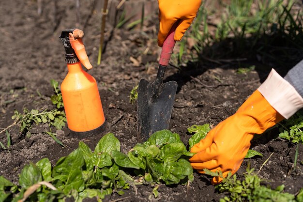 Spinazie plukken in eigen tuin. Bio Spaans