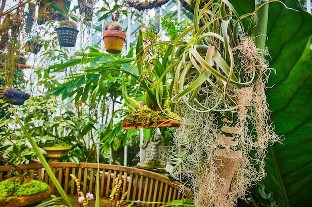 Spindely wortels groeien van de zijkant van de boom met hangende planten en kas plafond_