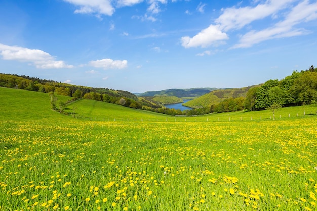 Sping view with dandelion meadow in the eifel landscape in germany with Lake Rursee