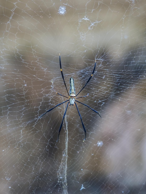 Foto spinnekop op het web