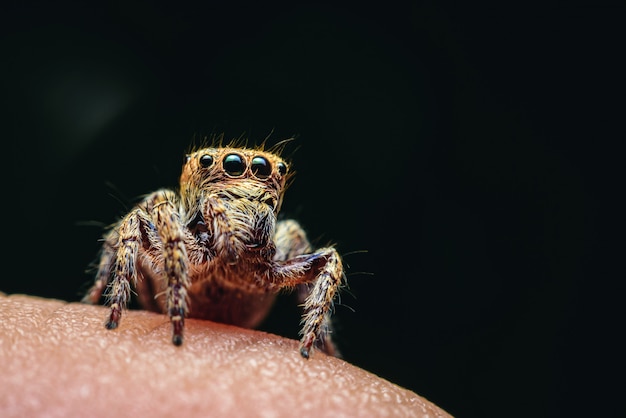 Foto spinnen met meerdere ogen