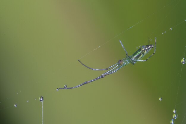 Spinnen, spinnenwebben en dauw close-up in de natuur.