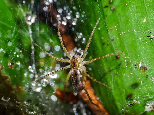 Spinnen staan ​​op het spinnenweb op bladeren. Er zijn druppels water op het spinnenweb.