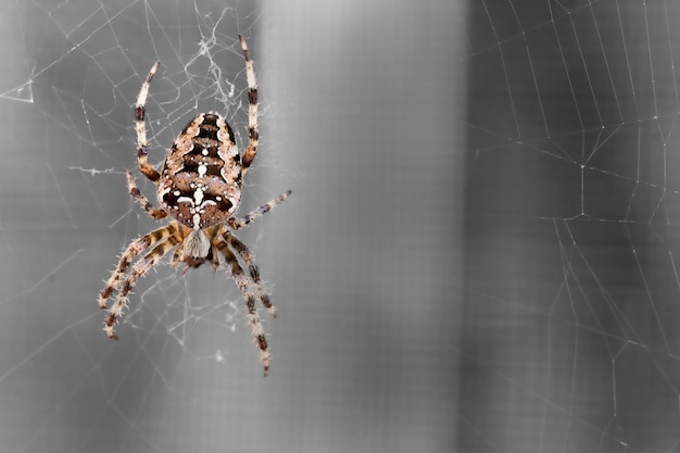 Spinnende spin - een prachtige kruisspin in haar web