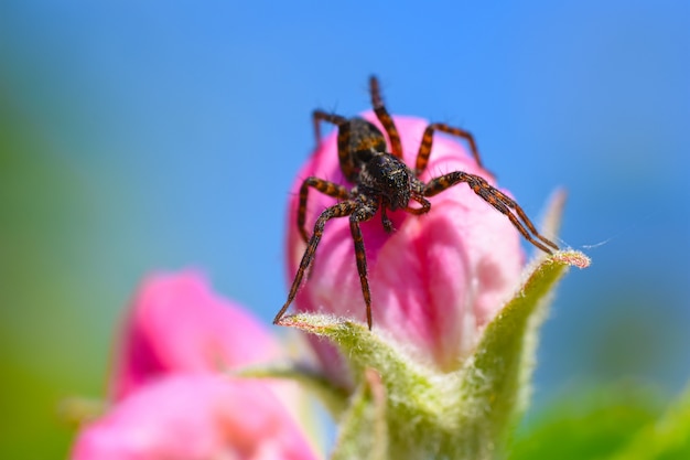Spinnenjacht op een bloem van een fruitboom