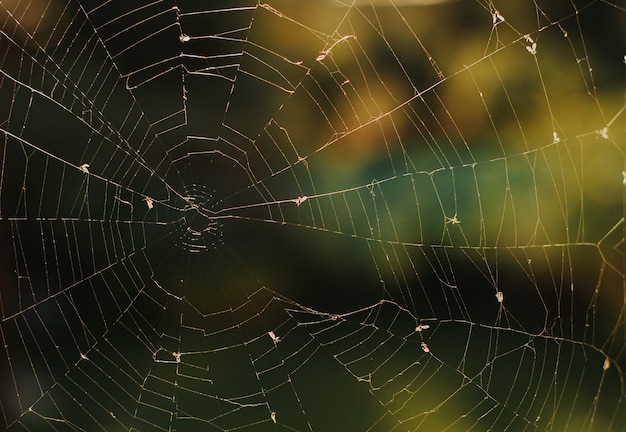 spinnenweb bij zonsondergang. web