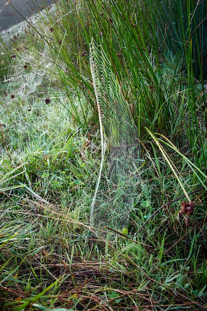 Spinnenweb en spin in het gras