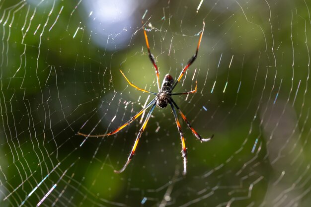 Spinnenweb in de natuur close-up