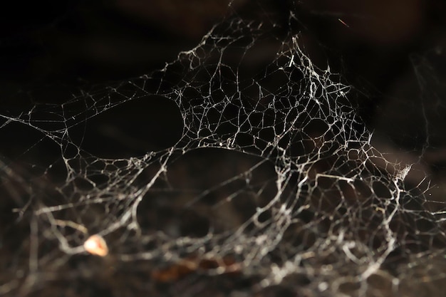 Spinnenweb in de natuur Natuur achtergrond