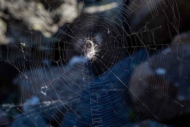 Spinnenweb in het donker. Helder spinnenweb met een spinnenkruis in het midden op een donkere natuurlijke achtergrond.