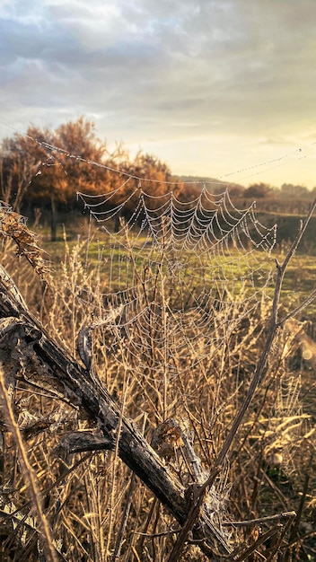 spinnenweb met dauwwaterdruppels