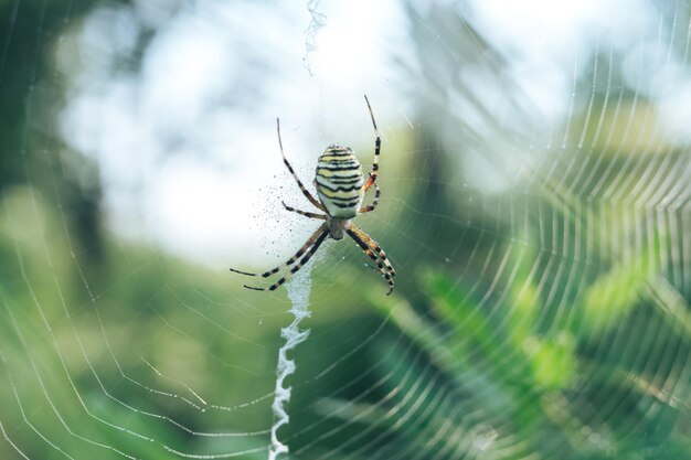 Spinnenweb of spinnenweb tegen een natuurlijke achtergrond Dauwdruppels op een spin