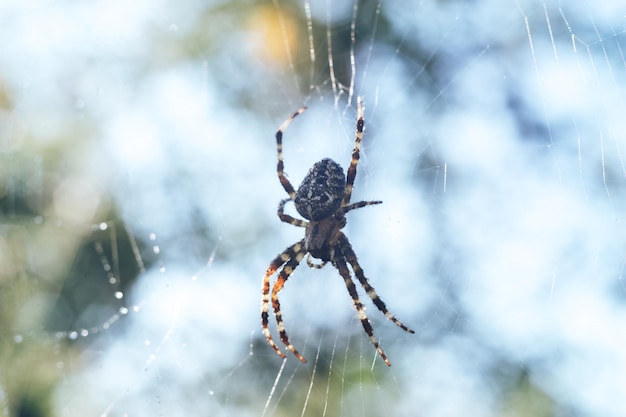 Spinnenweb of spinnenweb tegen een natuurlijke achtergrond Dauwdruppels op een spin