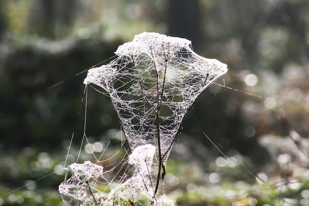 Spinnenweb op bladeren geelgroen