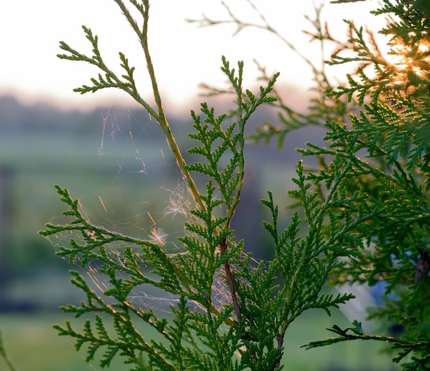 Spinnenweb op de takken arborvitae bij zonsondergang