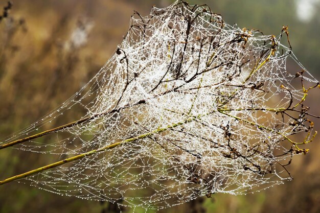 Foto spinnenweb op de takken van een struik