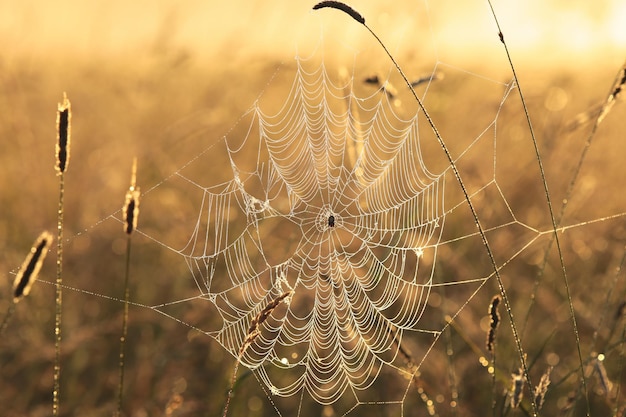 Foto spinnenweb op een weiland tijdens zonsopgang