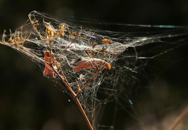 Spinnenweb over de bush