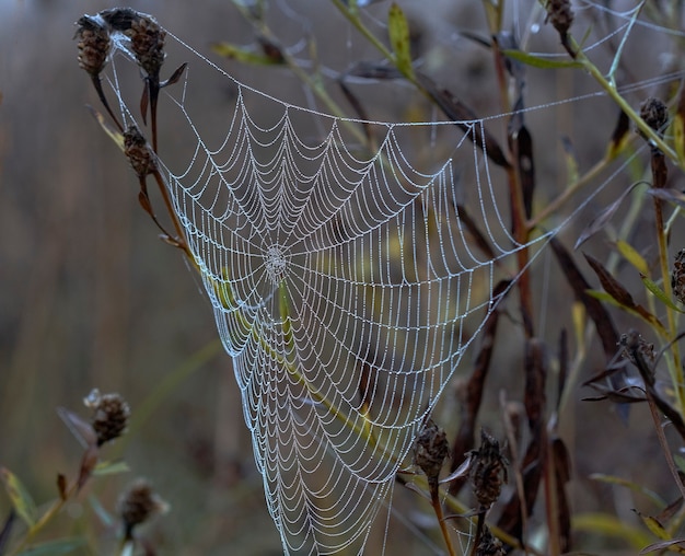 Spinnenwebben in de ochtenddauw