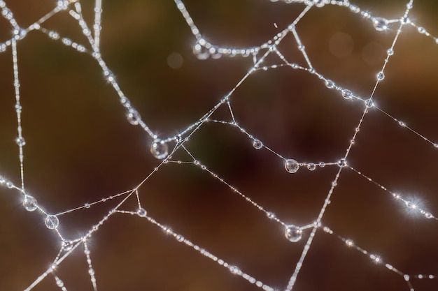 Spinnenwebben met druppels na de ochtendregen.