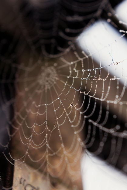 Spinnenwebzijde met dauwdruppels