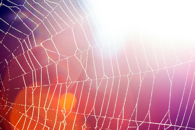 Spinneweb een abstracte achtergrond