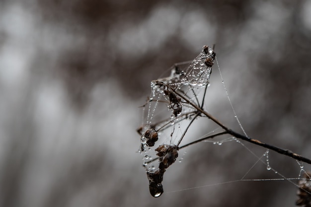 Spinneweb met waterdalingen