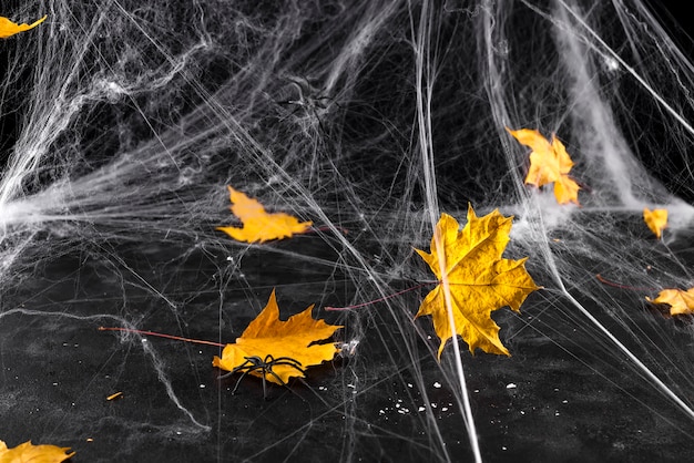 Spinneweb of spinneweb tegen een zwarte achtergrond