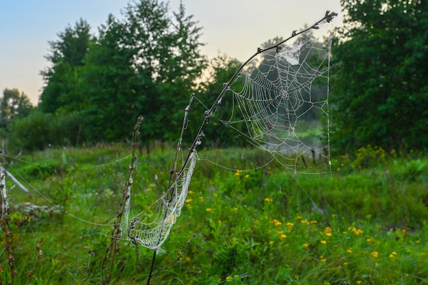 Spinneweb op de achtergrond van een zomerveld bij zonsopgang.