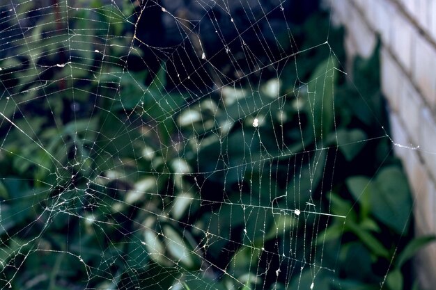 Spinneweb op de achtergrond van groene bladeren