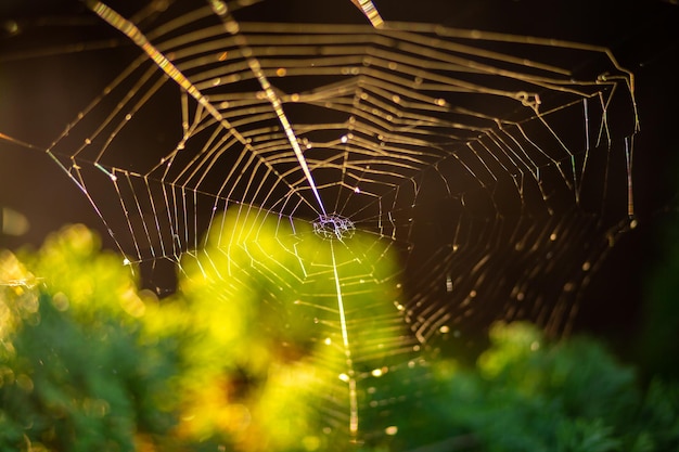 Foto spinneweb op een tak in de tuin onder zonlicht