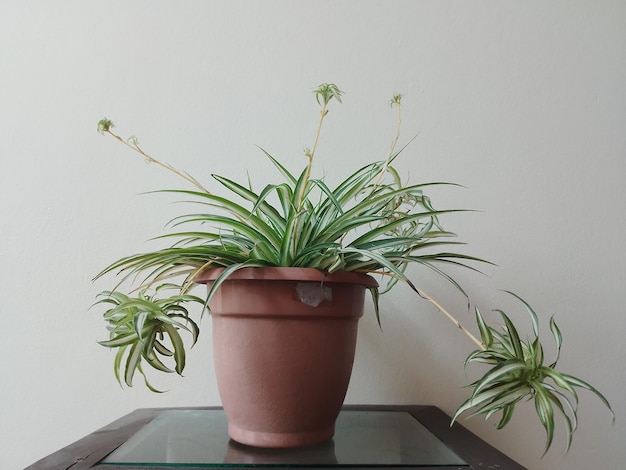 Spinplanten in een bruine pot in huis