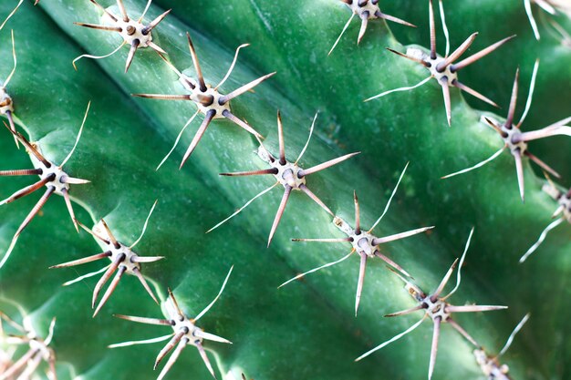 Primo piano verde coperto di spine del cactus, struttura, priorità bassa